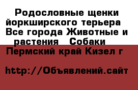 Родословные щенки йоркширского терьера - Все города Животные и растения » Собаки   . Пермский край,Кизел г.